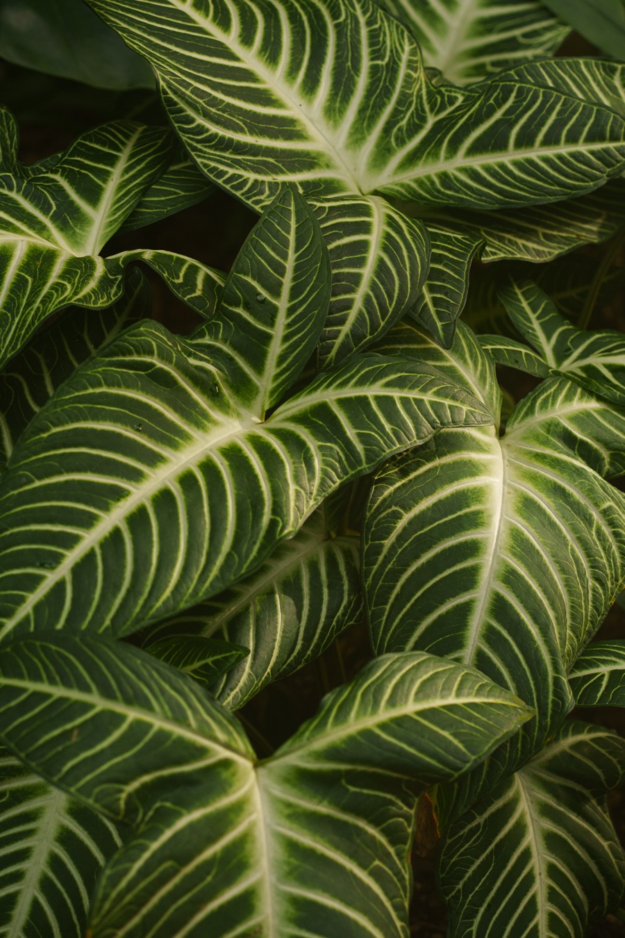 Botanischer Garten Berlin