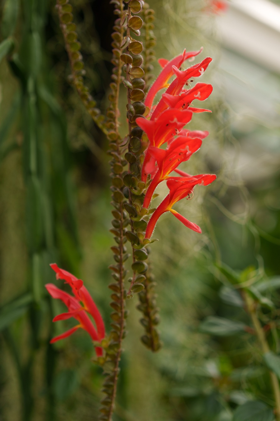 Botanischer Garten Berlin