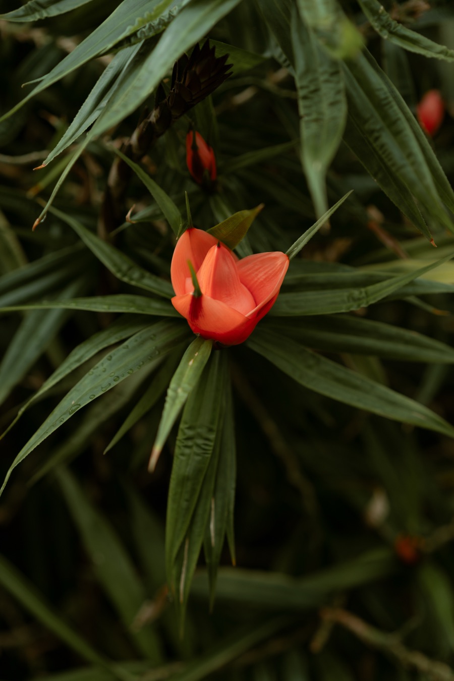 Botanischer Garten Berlin